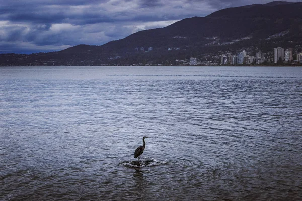 Grande garça azul em pé sobre uma rocha — Fotografia de Stock