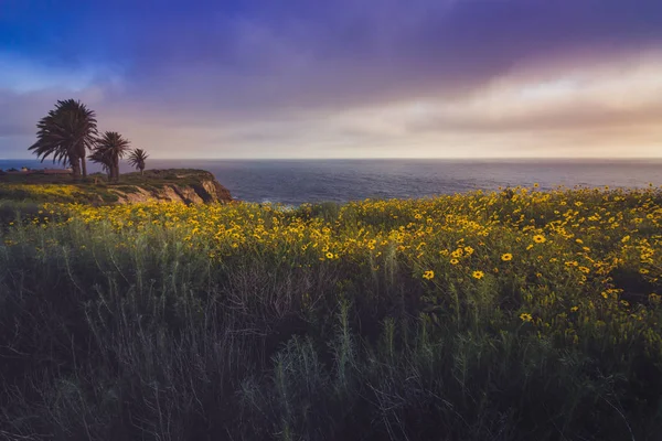 Rancho Palos Verdes Super Bloom — Fotografia de Stock