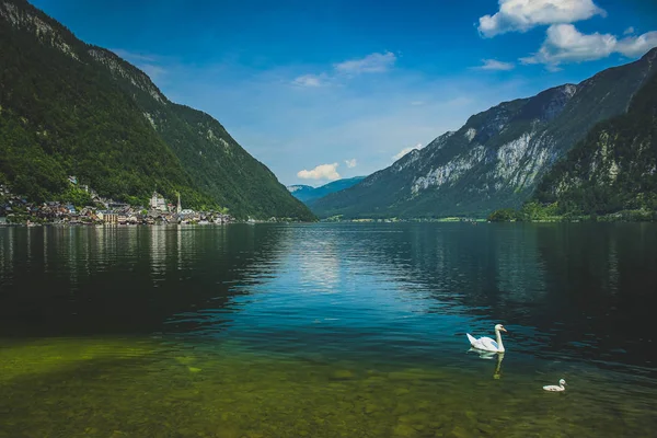 Lake Hallstatt Swans — Stock Photo, Image