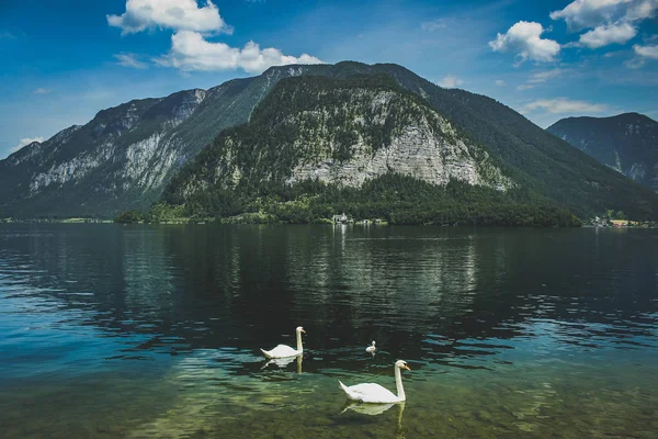 Tres cisnes del lago Hallstatt — Foto de Stock