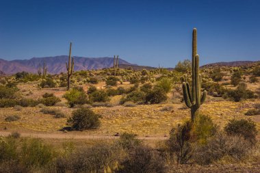 Lost Dutchman State Park Saguaros clipart