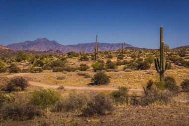 Kayıp Hollandalı State Park Saguaro'lar
