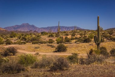 Lost Dutchman State Park Saguaros clipart
