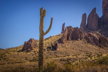 Güzel Saguaro kaktüsü