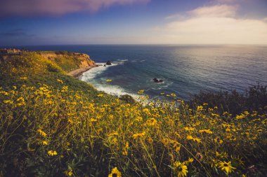 Rancho Palos Verdes Super Bloom
