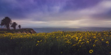 Rancho Palos Verdes Super Bloom