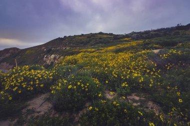 Rancho Palos Verdes Super Bloom