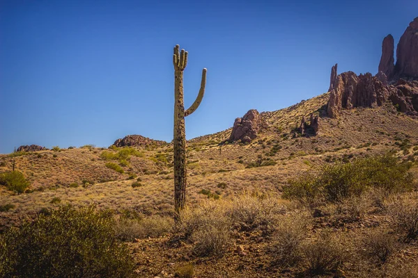 Beautiful Saguaro Cactus — Stock Photo, Image