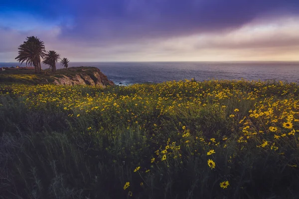 Rancho Palos Verdes Super Bloom — Stok fotoğraf