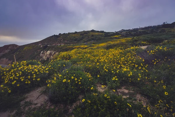 Rancho Palos Verdes Super Bloom — Stok fotoğraf