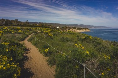 DumE Cove Spring kır çiçekleri
