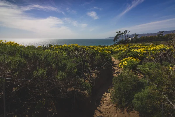 Point Dume Spring Wildflowers — Stock Photo, Image