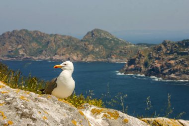 Sarı bacaklı martı