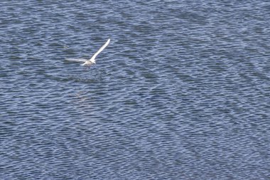 Dalgalar üzerinde uçan banka sumru