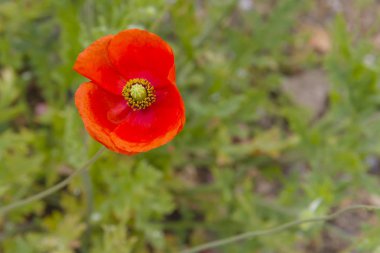 Amapola roja en campo inculto