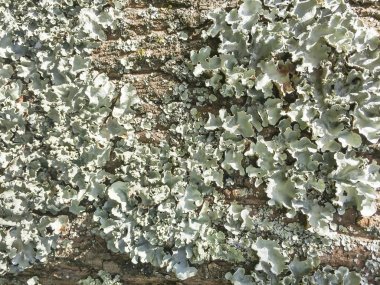 Foliose liken veya siyah taş çiçek