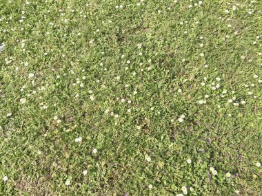 çim ve kır çiçekleri