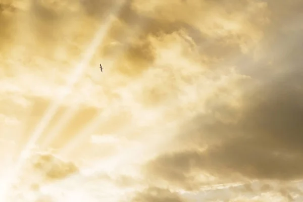 Raios de sol e pássaro no fundo nublado — Fotografia de Stock