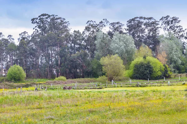 Landerijen en bos — Stockfoto