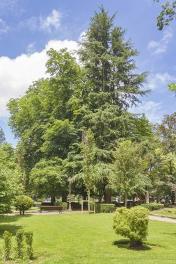 Şehir parkında ağaçlar ve çimler