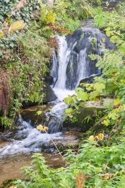 bitki örtüsü arasında şelale