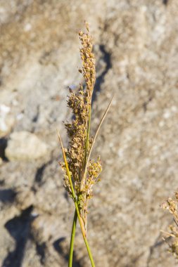 Seaside rush önümüzdeki