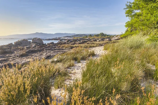 Rochers, herbes et arbres sur la côte — Photo