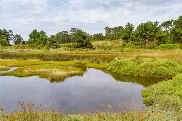 Gras en bomen in moerassen Vao — Stockfoto