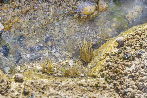 Zawilec Snakeloks lub zielony anemone — Zdjęcie stockowe