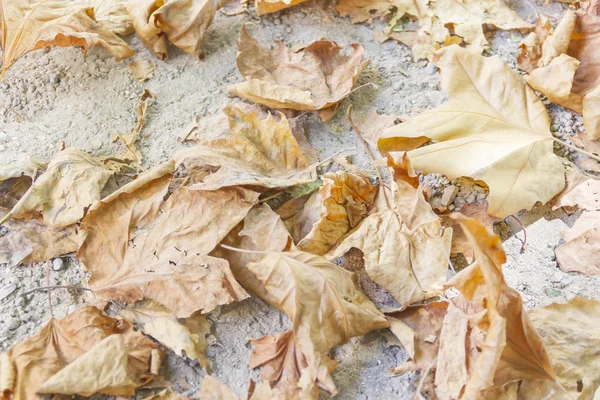 Herfst bladeren achtergrond — Stockfoto