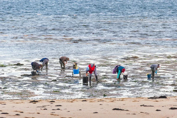 Deniz tarağı balıkçılar Sinas Beach