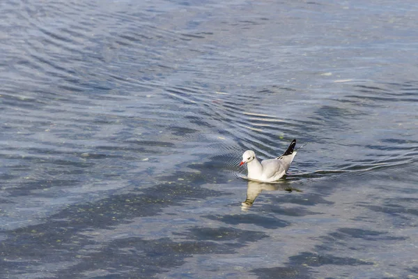 Gaviota de cabeza negra con plumaje de invierno —  Fotos de Stock