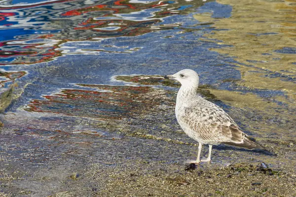Young yellow legged gull — Stock Photo, Image