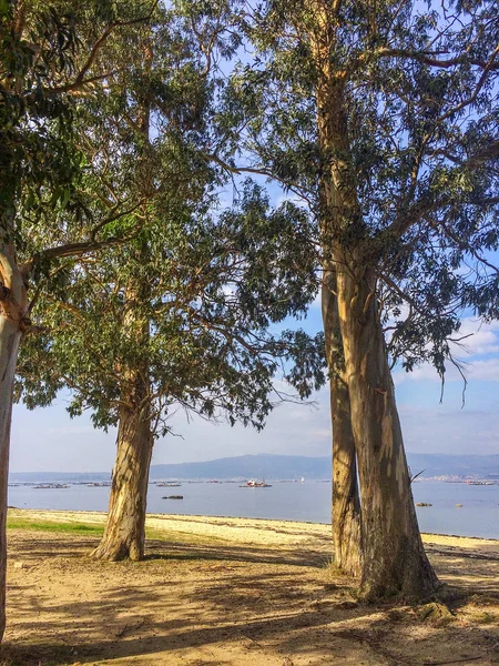 Okaliptüs ağaçları Sinas Beach — Stok fotoğraf