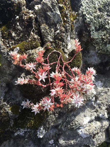 Inglés stonecrop living in stone wall —  Fotos de Stock