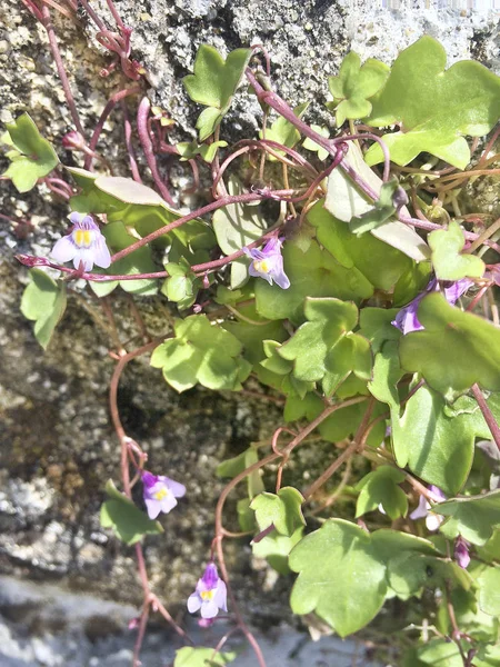 Kenilworth ivy or birdie, Cymbalaria muralis — Stock Photo, Image