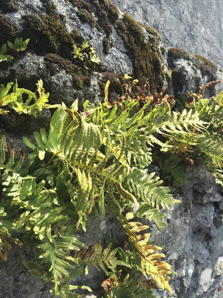 Ortak polypody fern — Stok fotoğraf