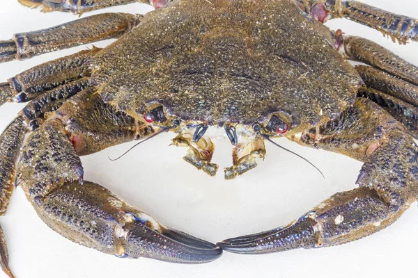 Velvet crab Necora puber — Stock Photo, Image