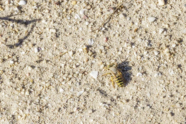 Sand wasp Bembix rostrata