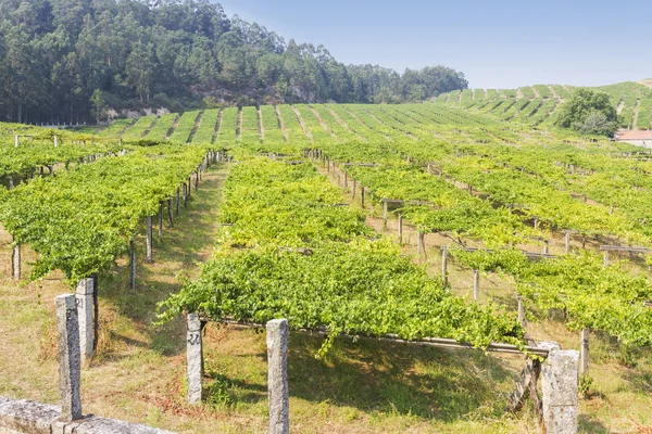 Cultivando uvas em Salnes Valley — Fotografia de Stock