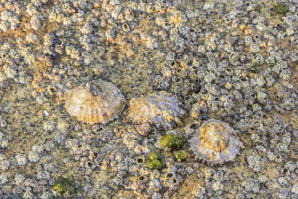 Tres lapas sobre roca costera — Foto de Stock