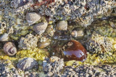 Beadlet anemon veya deniz domates, deniz salyangoz, denizminaresi ve kıskaç
