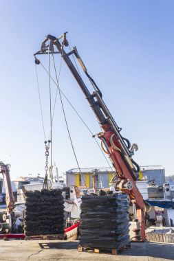 Su ürünleri yetiştiriciliği midye hasat