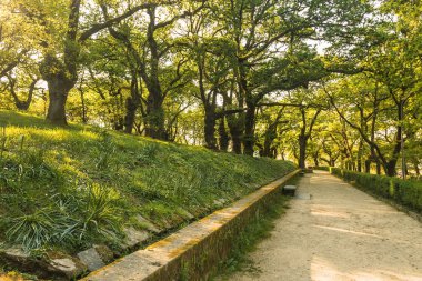 Santa Susana meşe ormanı 