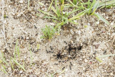 Karınca yuvası kabuklarıyla kıyı