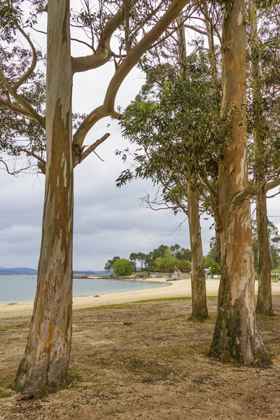 Eucalyptus stromy na Sinas beach — Stock fotografie