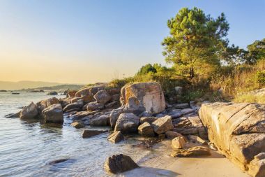 kayalar ve çam ağacı