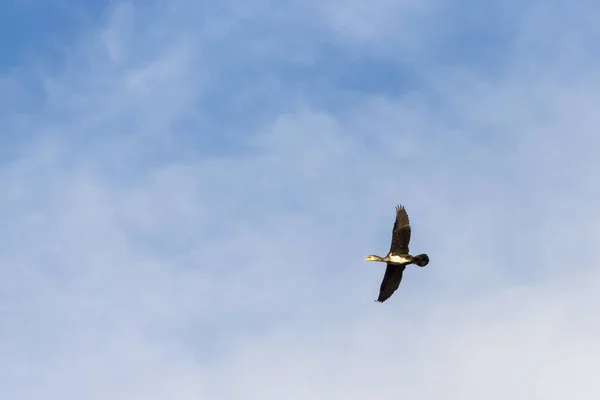 Cormorán volando — Foto de Stock