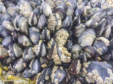 Intertidal kaya üzerinde Midye kolonisi