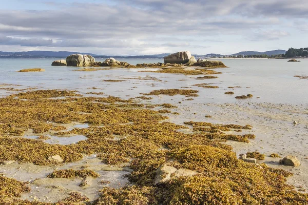 前景の海藻と干潮でアルウサ島のカマックスビーチのロッキー島 — ストック写真